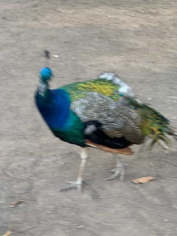 Only Judge Can God Me!