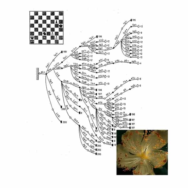 NIA Records: A rose blooms in chaos