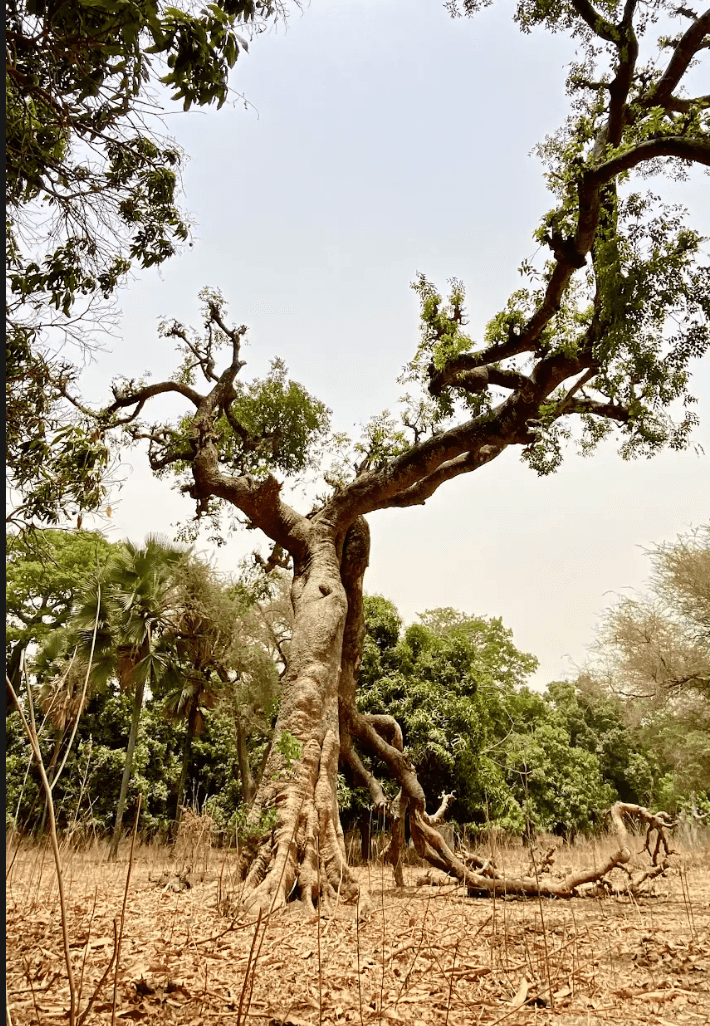 Melanin Forms of Dopamine (MFD)